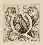 Buchstabe Q mit Papagei